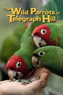 The Wild Parrots of Telegraph Hill
